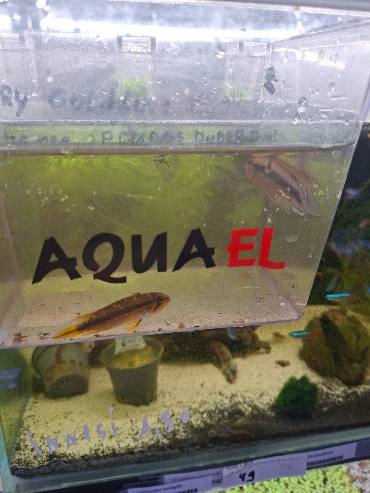 Koppel Apistogramma agassizi, Dieren en Toebehoren, Vissen | Aquariumvissen, Zoetwatervis