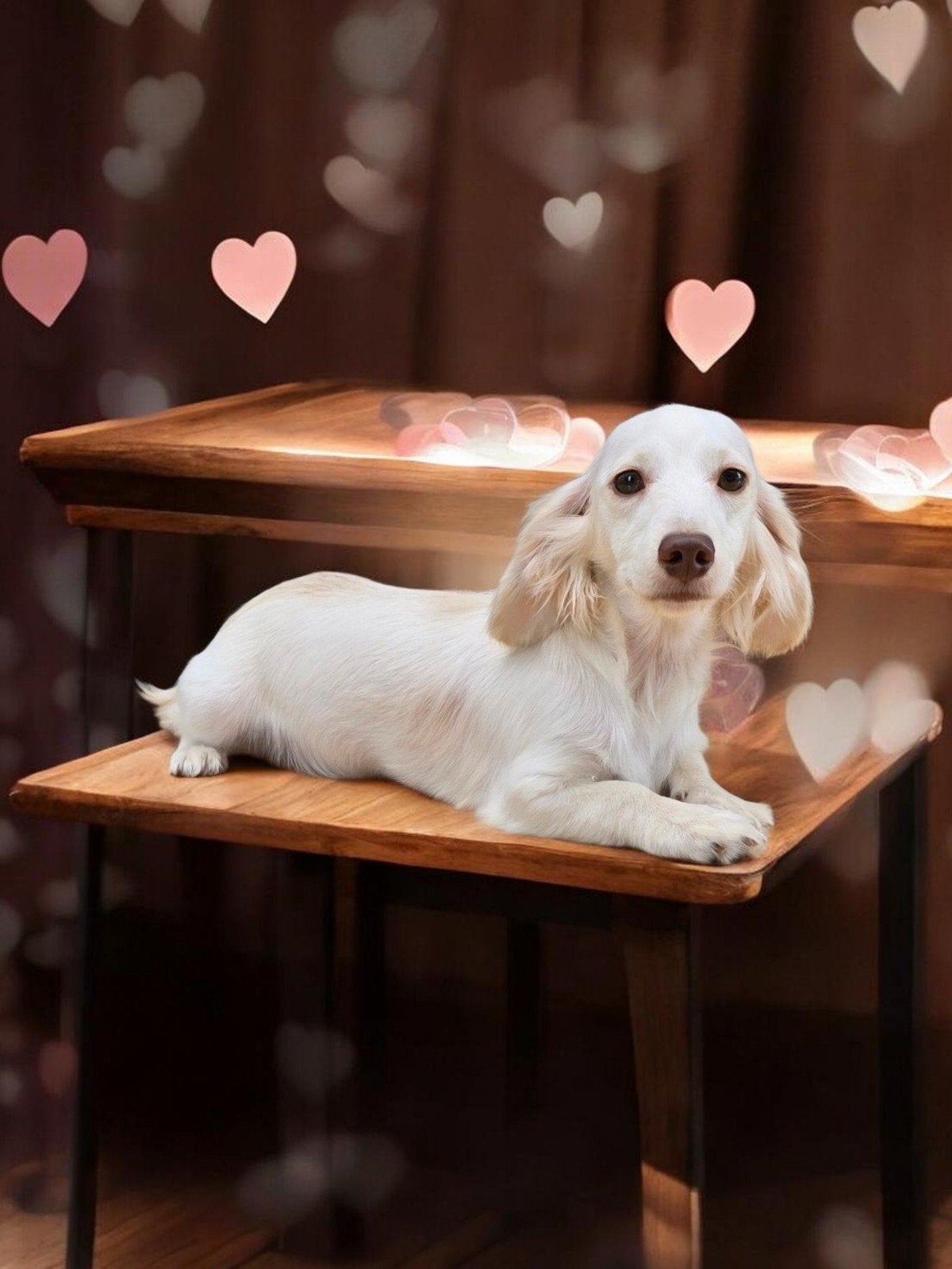 super mooi lief en aanhankelijk blond reutje, Dieren en Toebehoren, België, 15 weken tot 1 jaar, Reu, CDV (hondenziekte)