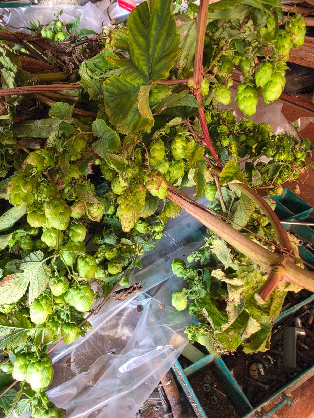grote verse hoprank, Jardin & Terrasse, Enlèvement ou Envoi