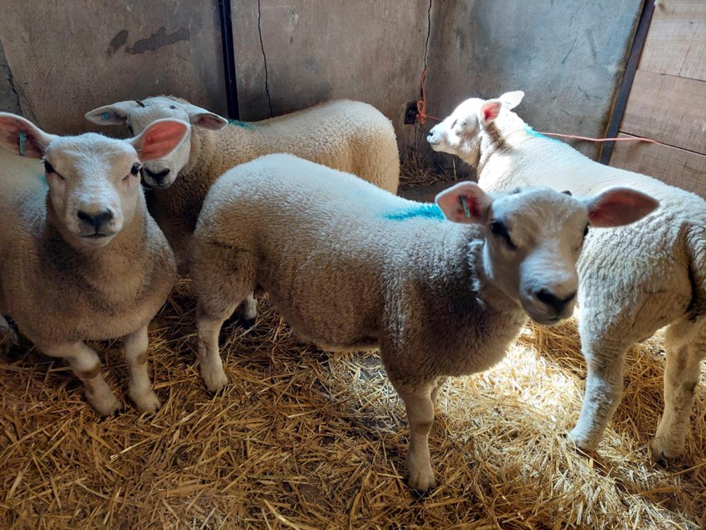 Jonge Schapen bokken / rammen, Mannelijk, Schaap, 0 tot 2 jaar