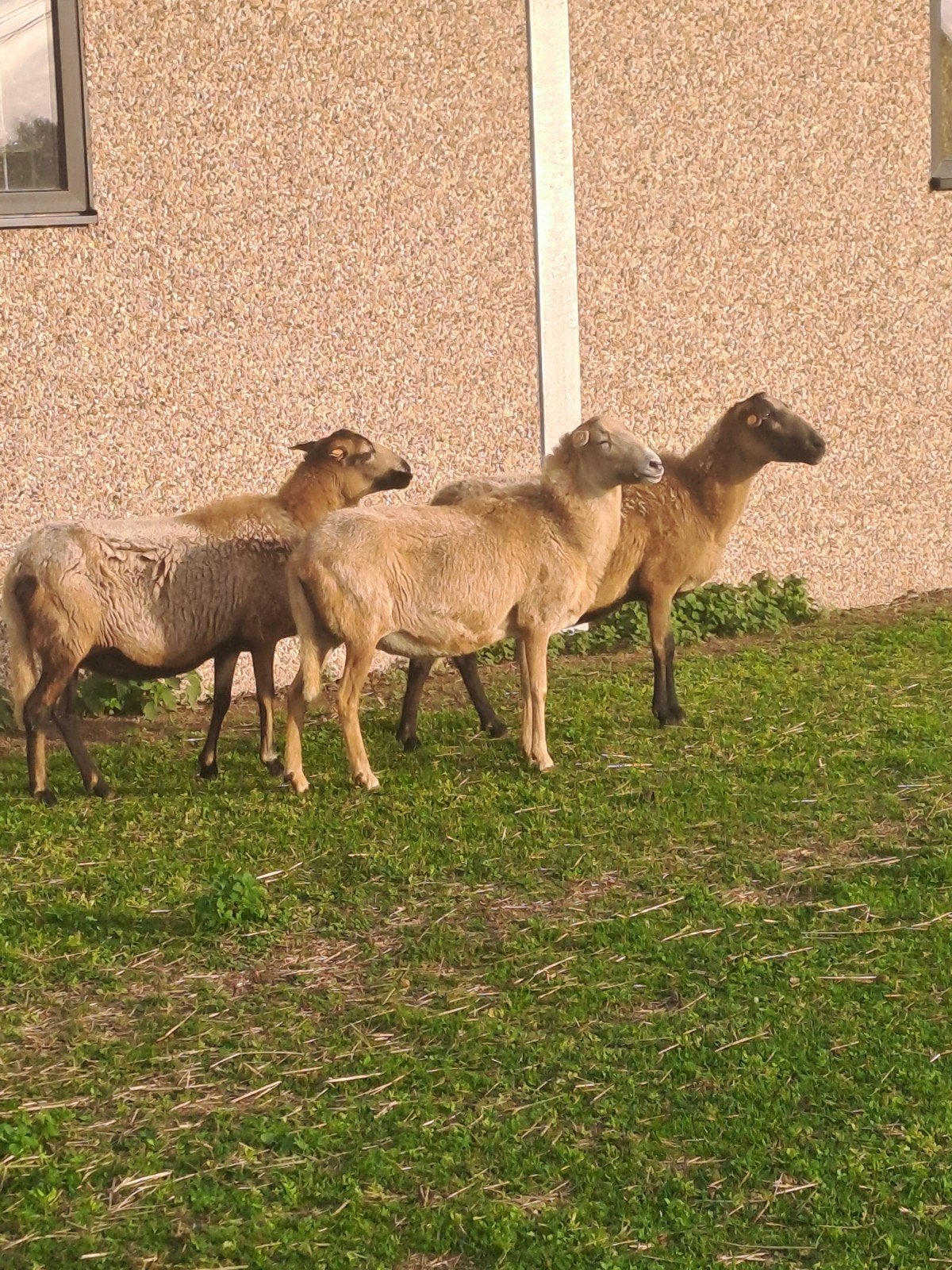 zelfruiende ooien, Animaux & Accessoires, Femelle, Mouton, 3 à 5 ans