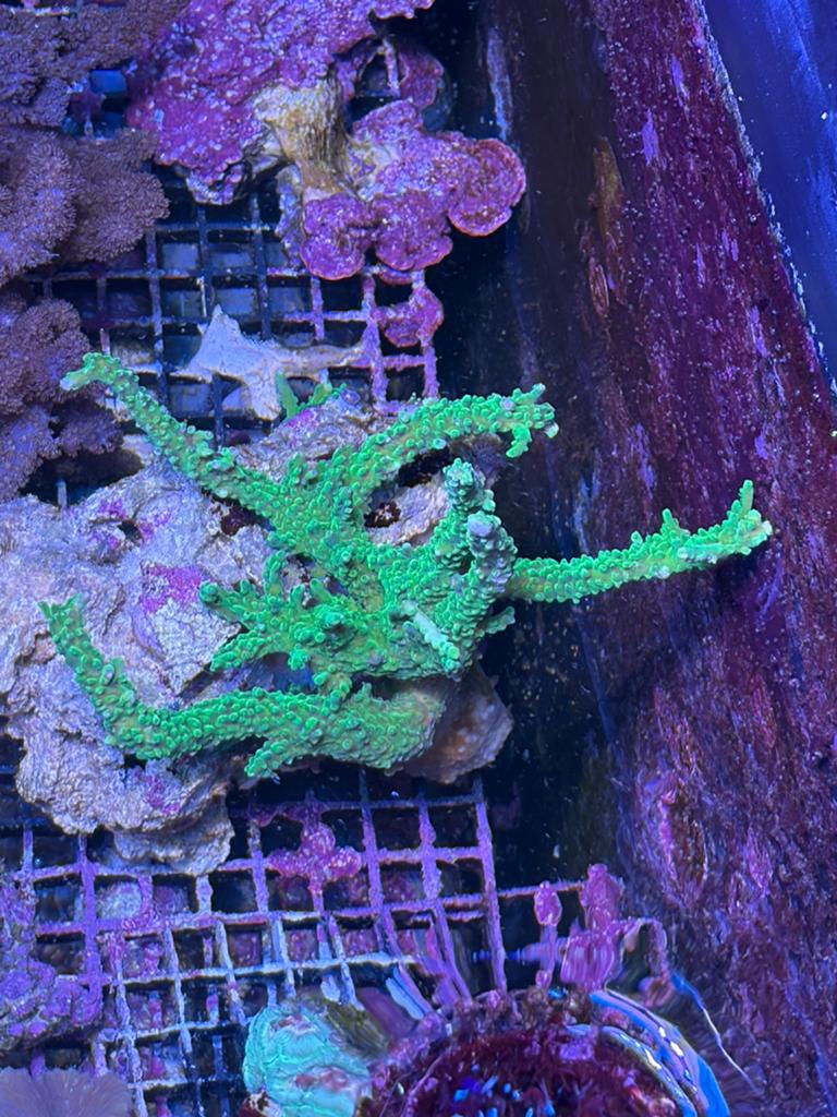 acropora Zeeaquarium, Dieren en Toebehoren