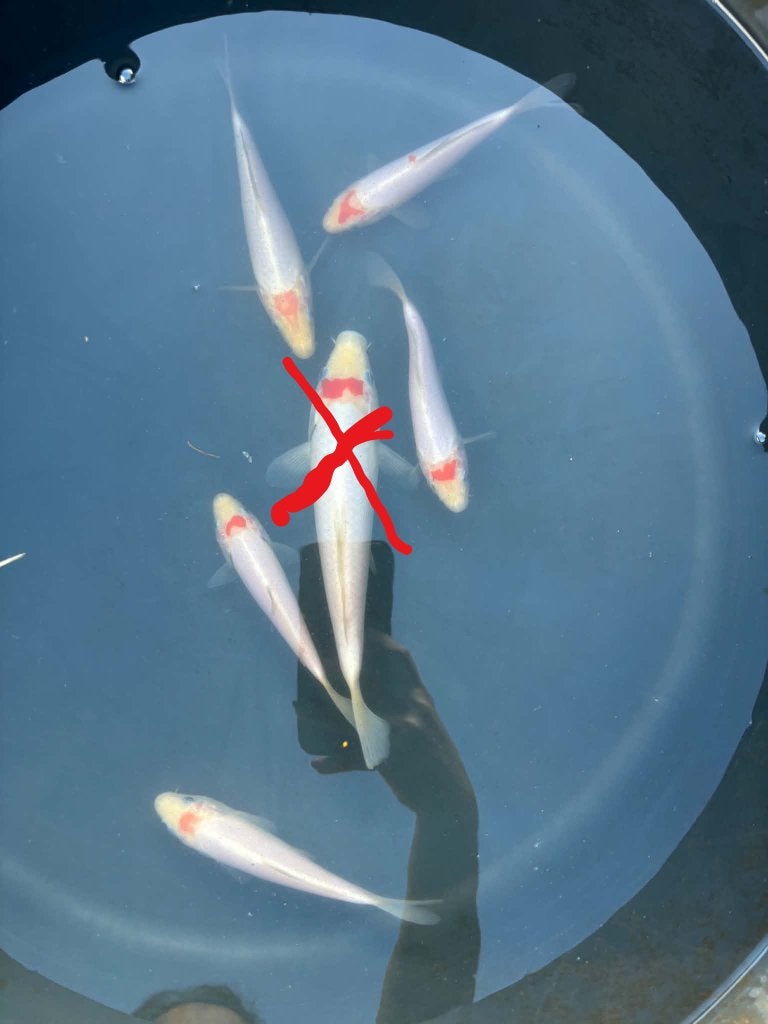 Laatste kans! Tancho Koi (5 stuks), Karper of Koi