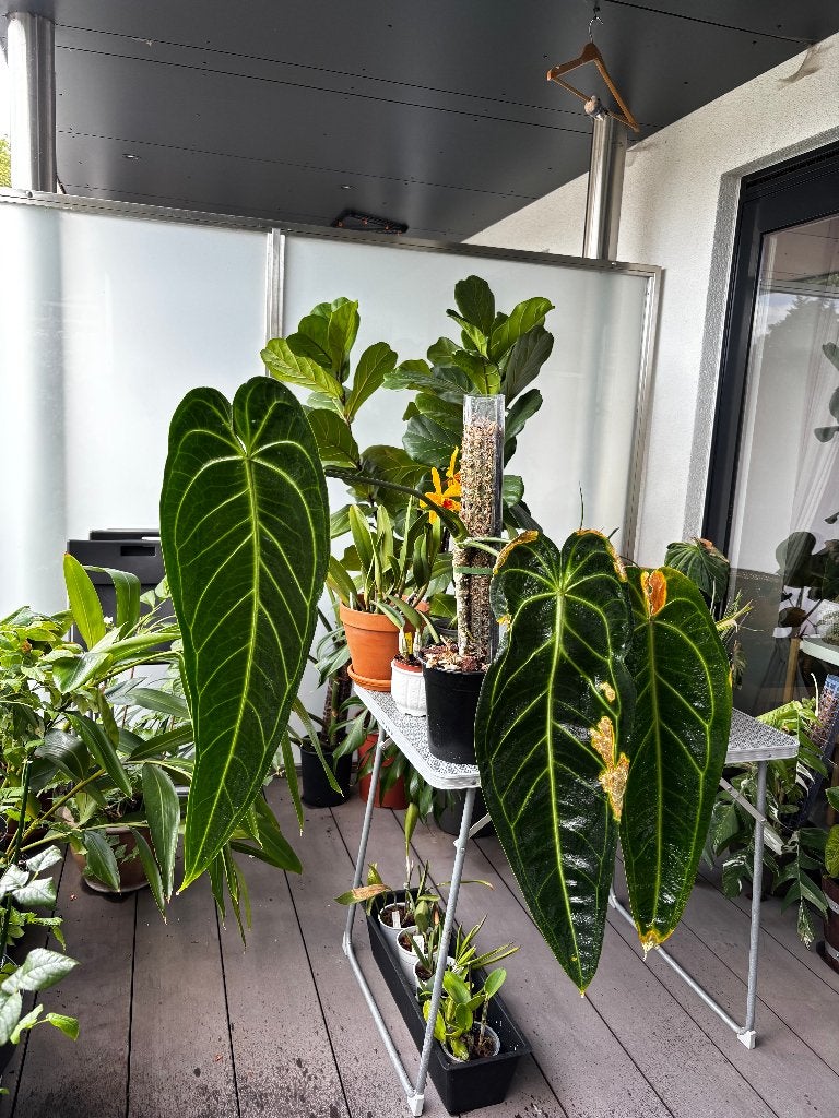 Anthurium warocqueanum - queen anthurium, Maison & Meubles, Plantes d'intérieur, Plante potagère, En pot, Enlèvement ou Envoi