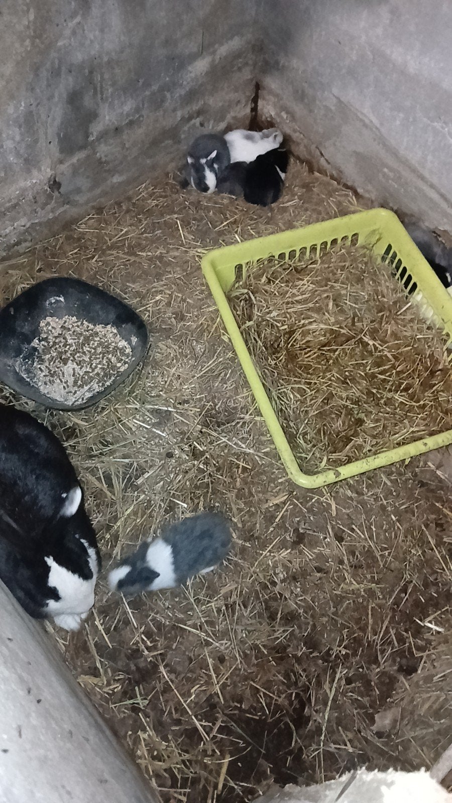Lapins à vendre, Animaux & Accessoires, Oiseaux | Oiseaux Autre, Sexe inconnu, Domestique