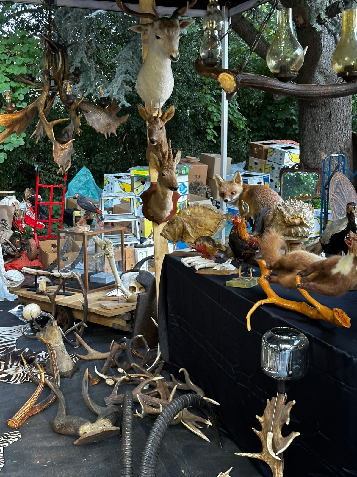 Dieren opgezet te koop, Enlèvement