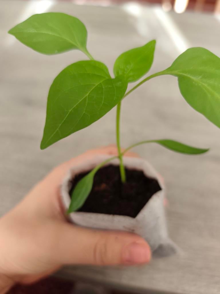 Dulce De Espana | Paprika Planten, Ophalen