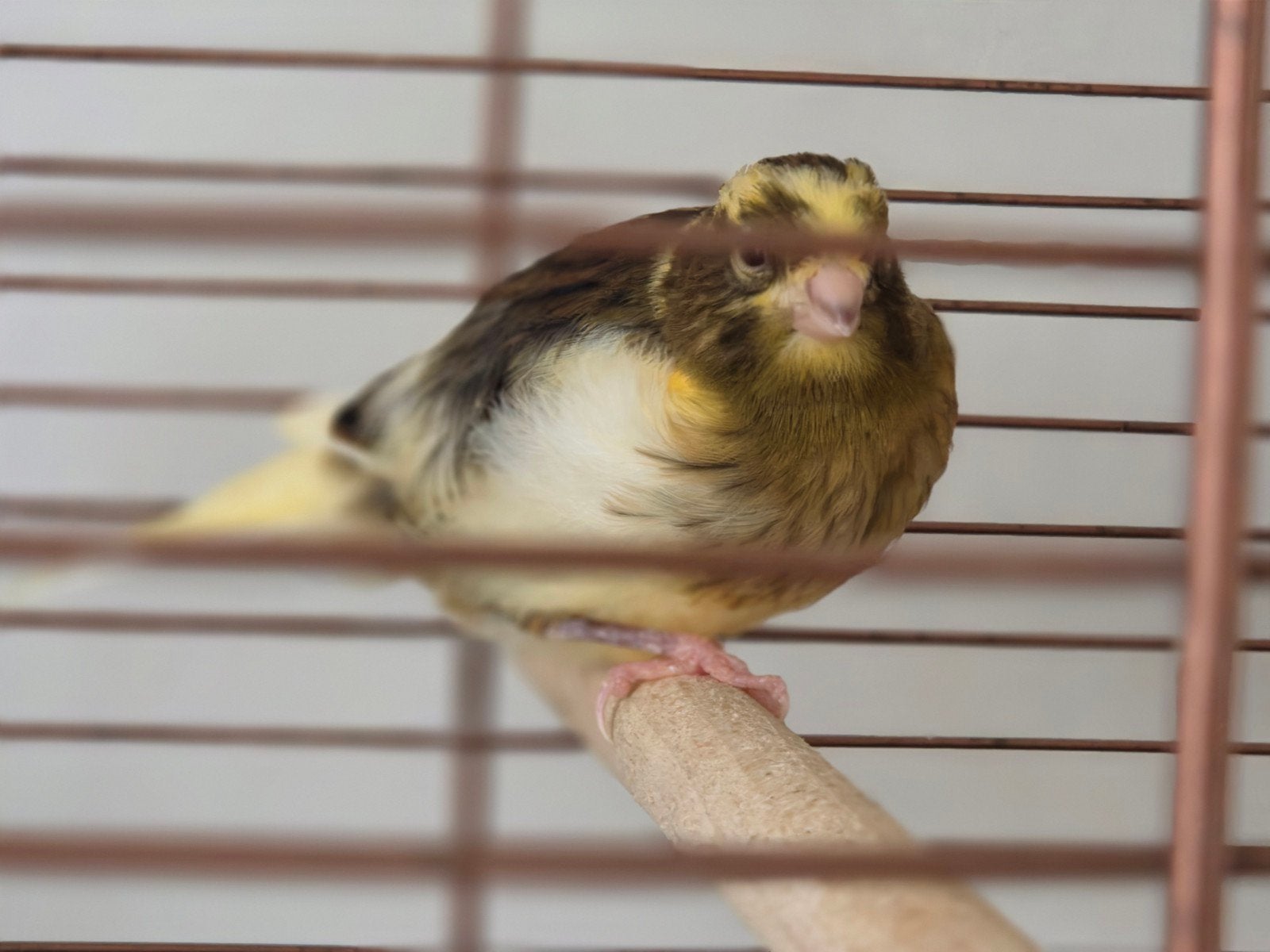 2 kanarie jongen. 7 weken. eigen fok. 15 per vogel, Dieren en Toebehoren, Geslacht onbekend