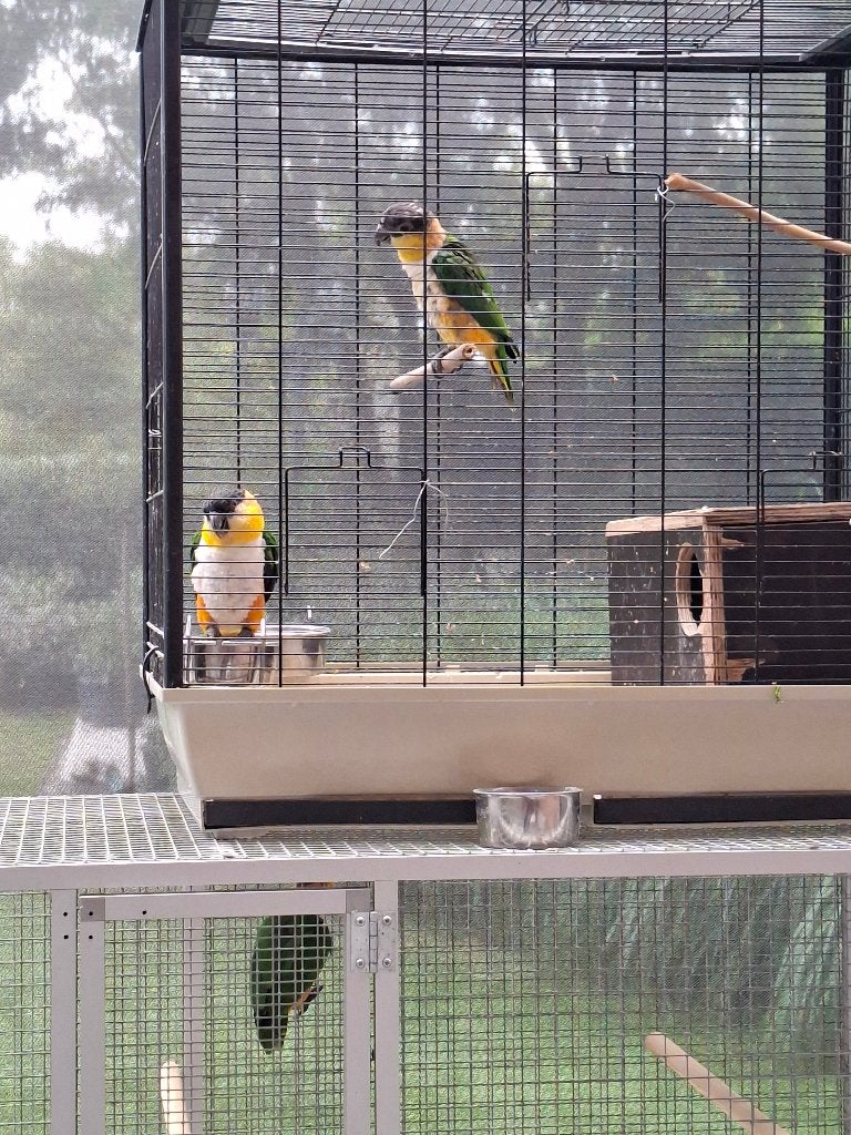 Vogels, Dieren en Toebehoren, Meerdere dieren, Parkiet, Geringd