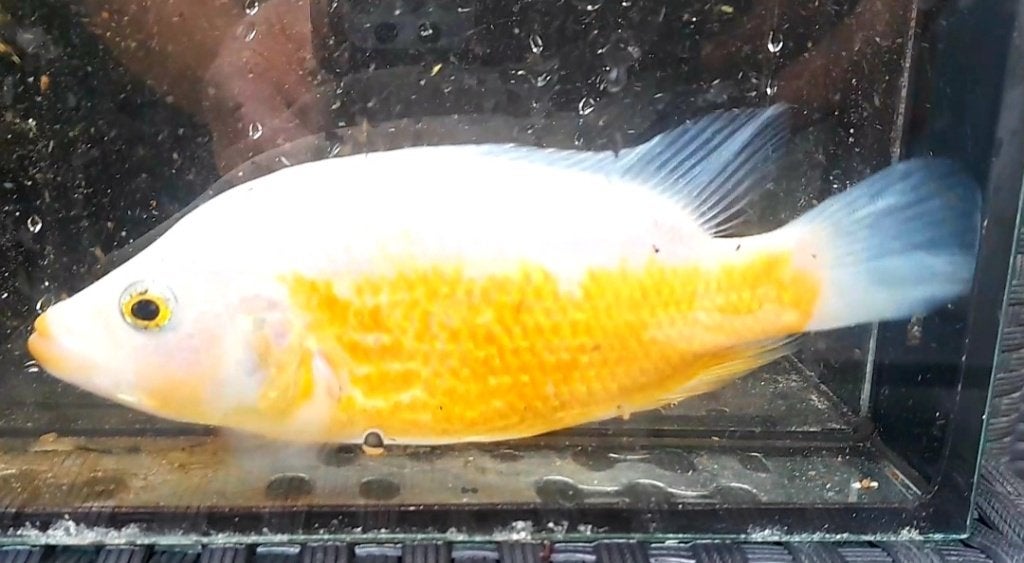Red Dovii groep, Dieren en Toebehoren, Vis, Zoetwatervis