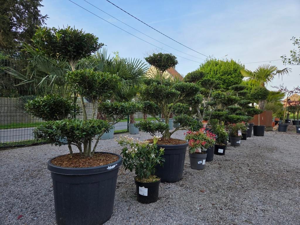 Ilex Green Crenata Bonsai, Tuin en Terras, Ophalen, Halfschaduw