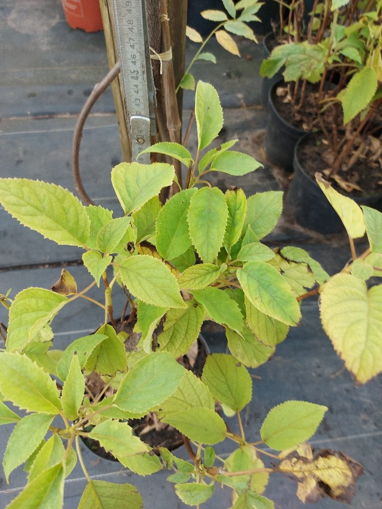 annabelle hortensia's en andere soorten aan 1,50 euro/stuk, Tuin en Terras, Vaste plant, Halfschaduw, Zomer, Ophalen