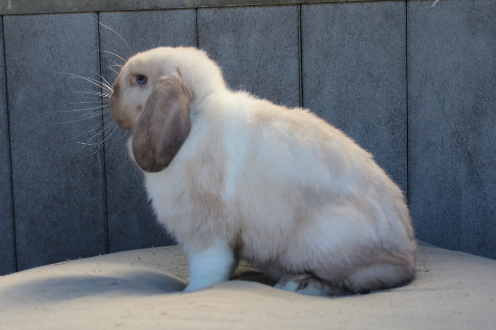 Minilop voedster, Femelle, Petit, Oreilles tombantes, 0 à 2 ans