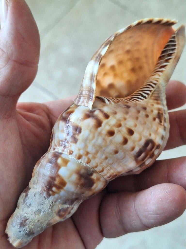 Coquillage Triton Géant (Charonia Tritonis) - 15 cm, Enlèvement ou Envoi, Coquillage(s)