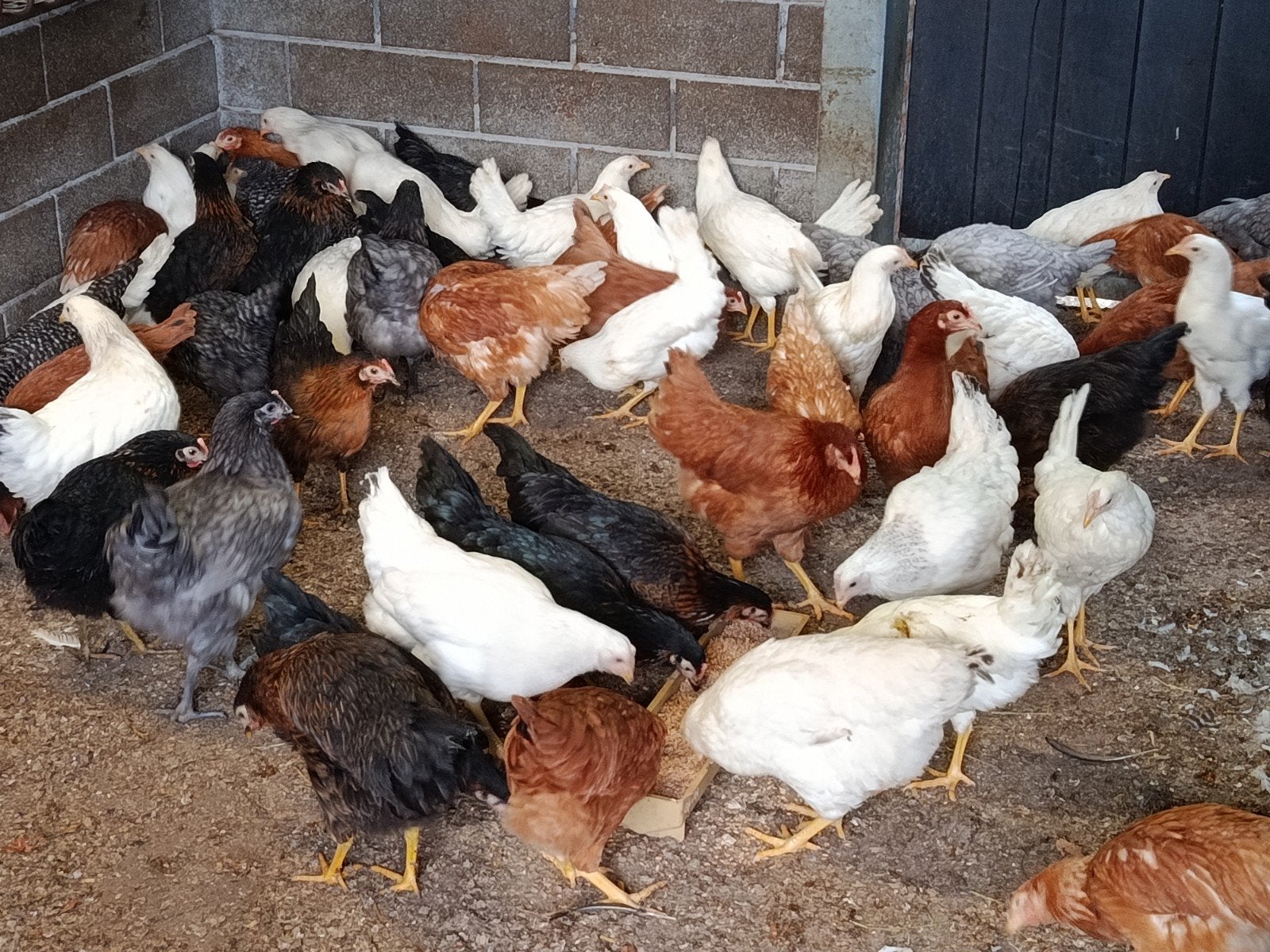 legkippen promo!! 10€/stuk nu, Dieren en Toebehoren, Kip