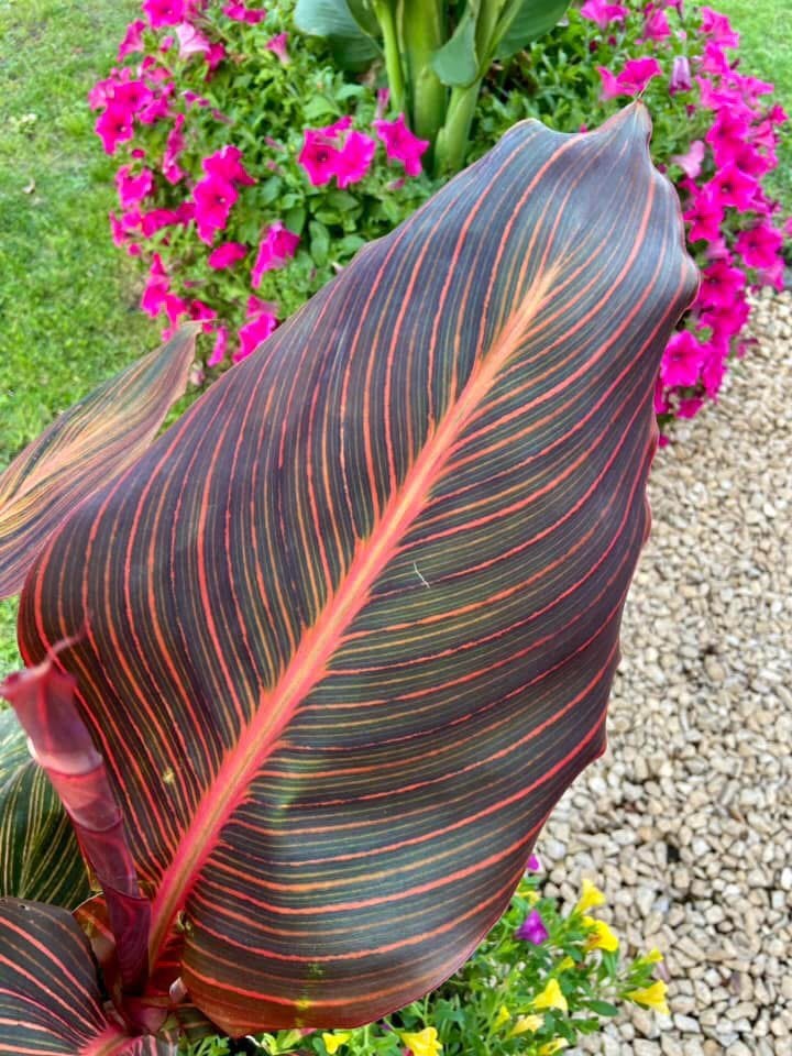 Canna Durban, Tuin en Terras, Ophalen, Zo goed als nieuw