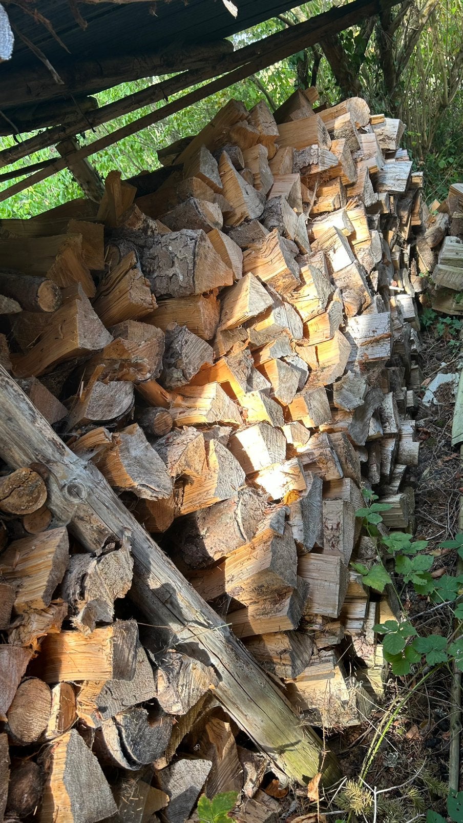 Sapin, Jardin & Terrasse, 6 m³ ou plus, Enlèvement, Autres essences de bois, Bûches