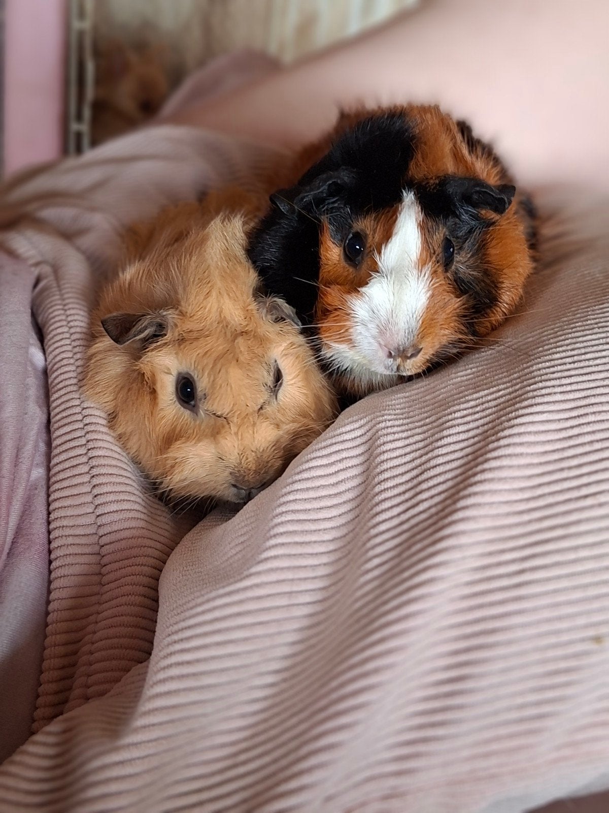 twee zwanger borstelhaar zeugjes en een mooi beertje, Dieren en Toebehoren, Meerdere dieren, Tam, Maart, Cavia