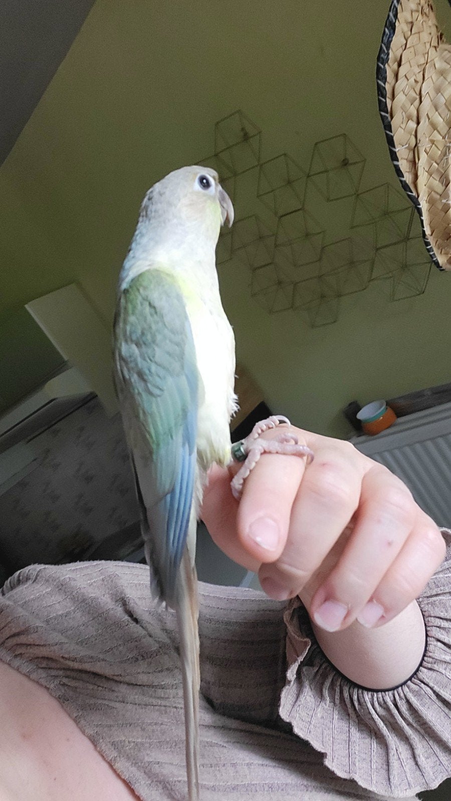 Conure molinae opamint apprivoisé, Bagué