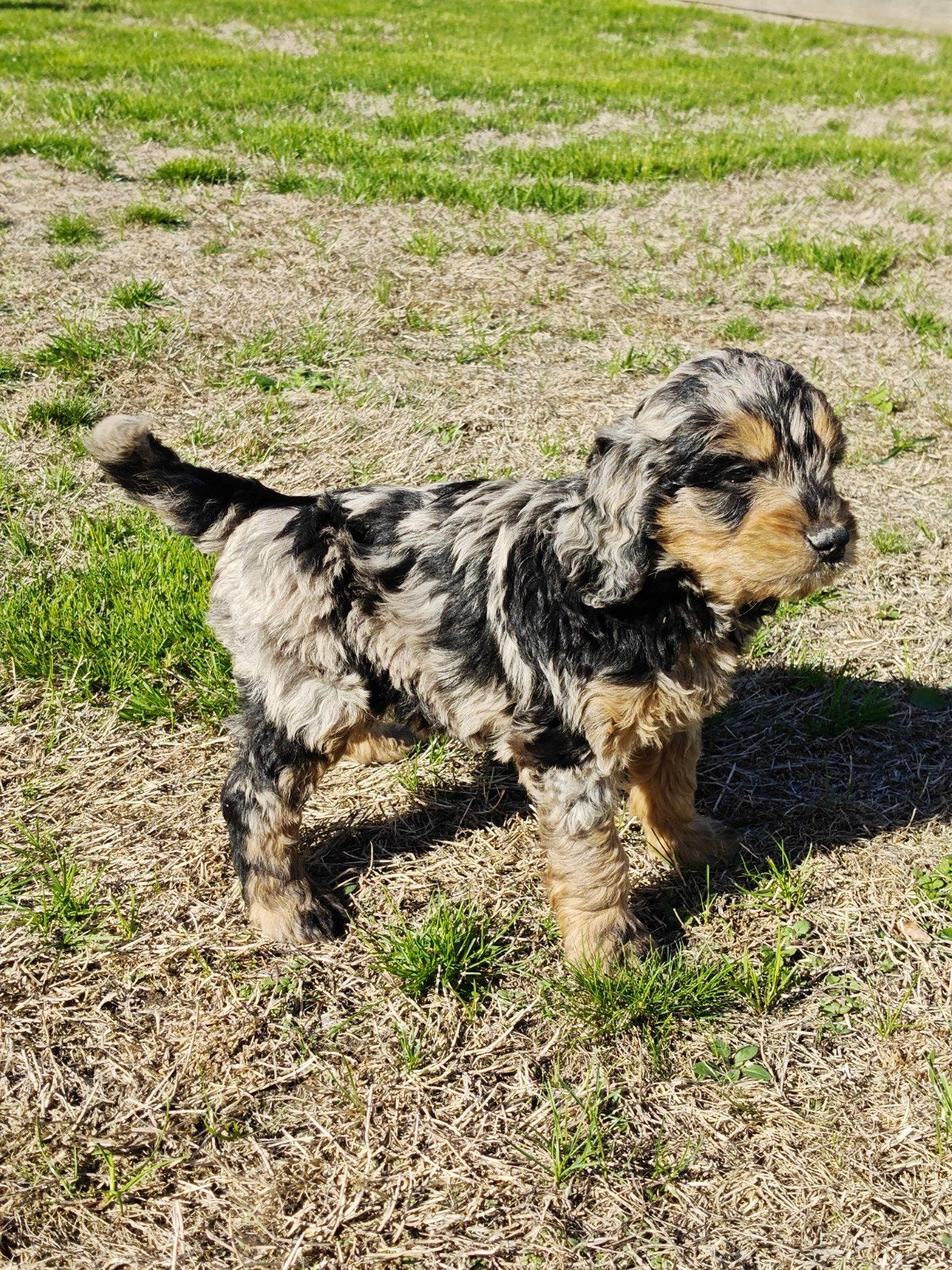 Prachtige particulier nestje medium doodle pups, België, Particulier, Overige rassen, 8 tot 15 weken