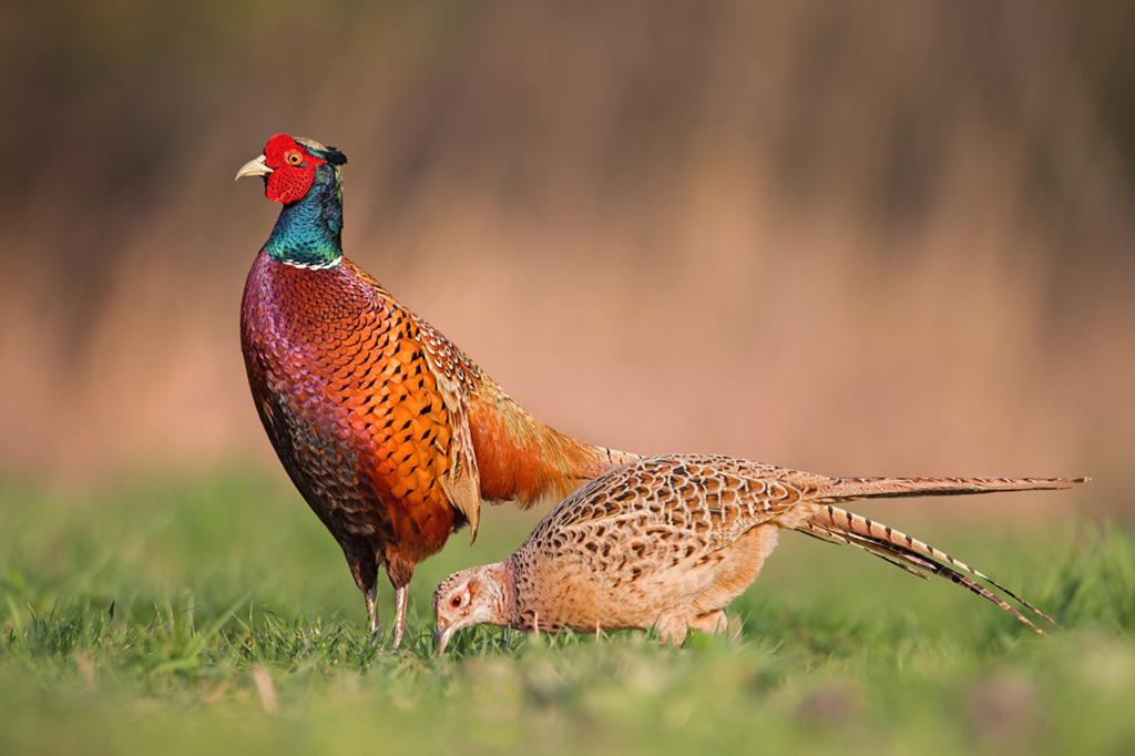 Bosfazanten, Dieren en Toebehoren