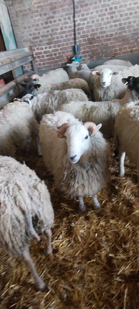Schapen/runderen