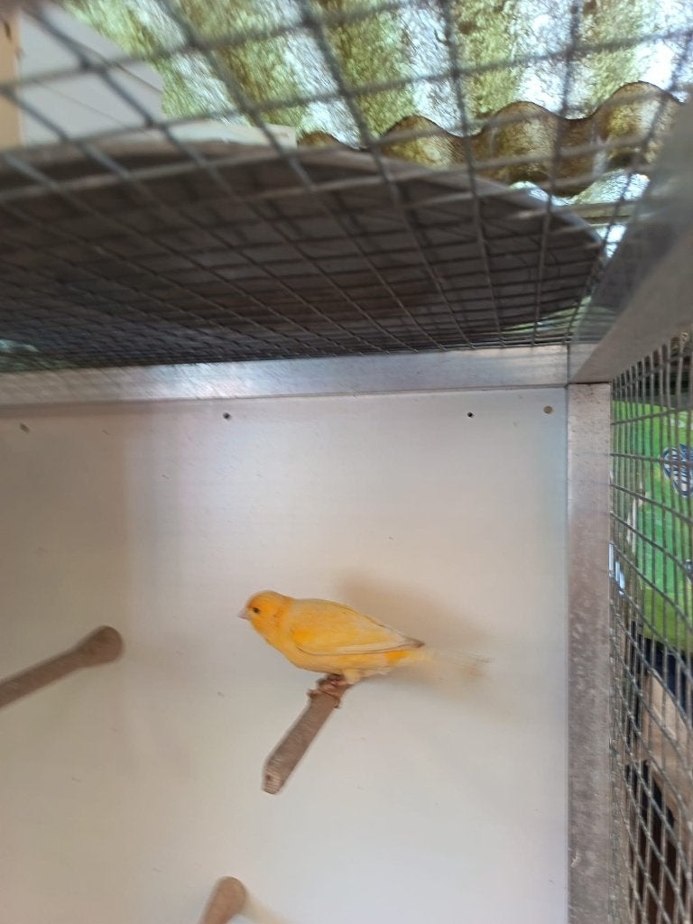 Kanarie man, Dieren en Toebehoren, Vogels | Kanaries