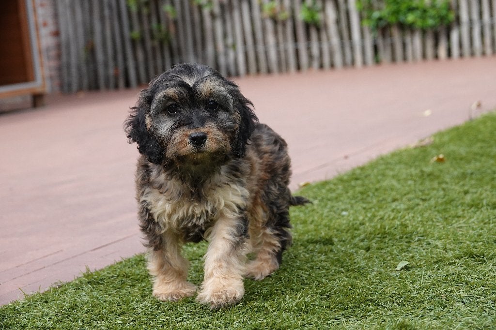 Prachtige Sable Cockapoo pups, België, CDV (hondenziekte), 8 tot 15 weken, Meerdere