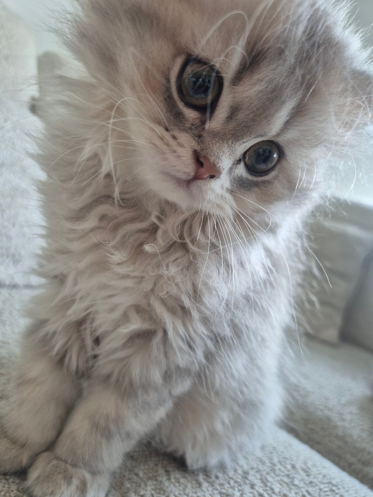 Britse korthaar en langhaar kittens, Dieren en Toebehoren, Meerdere dieren, Gechipt, 0 tot 2 jaar
