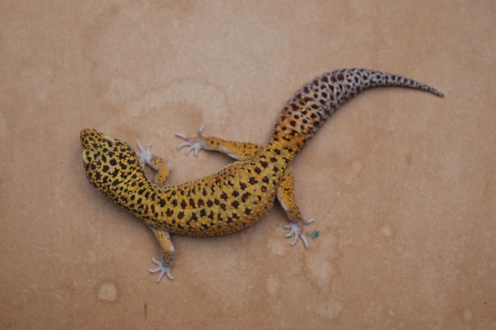 Jonge luipaardgekko