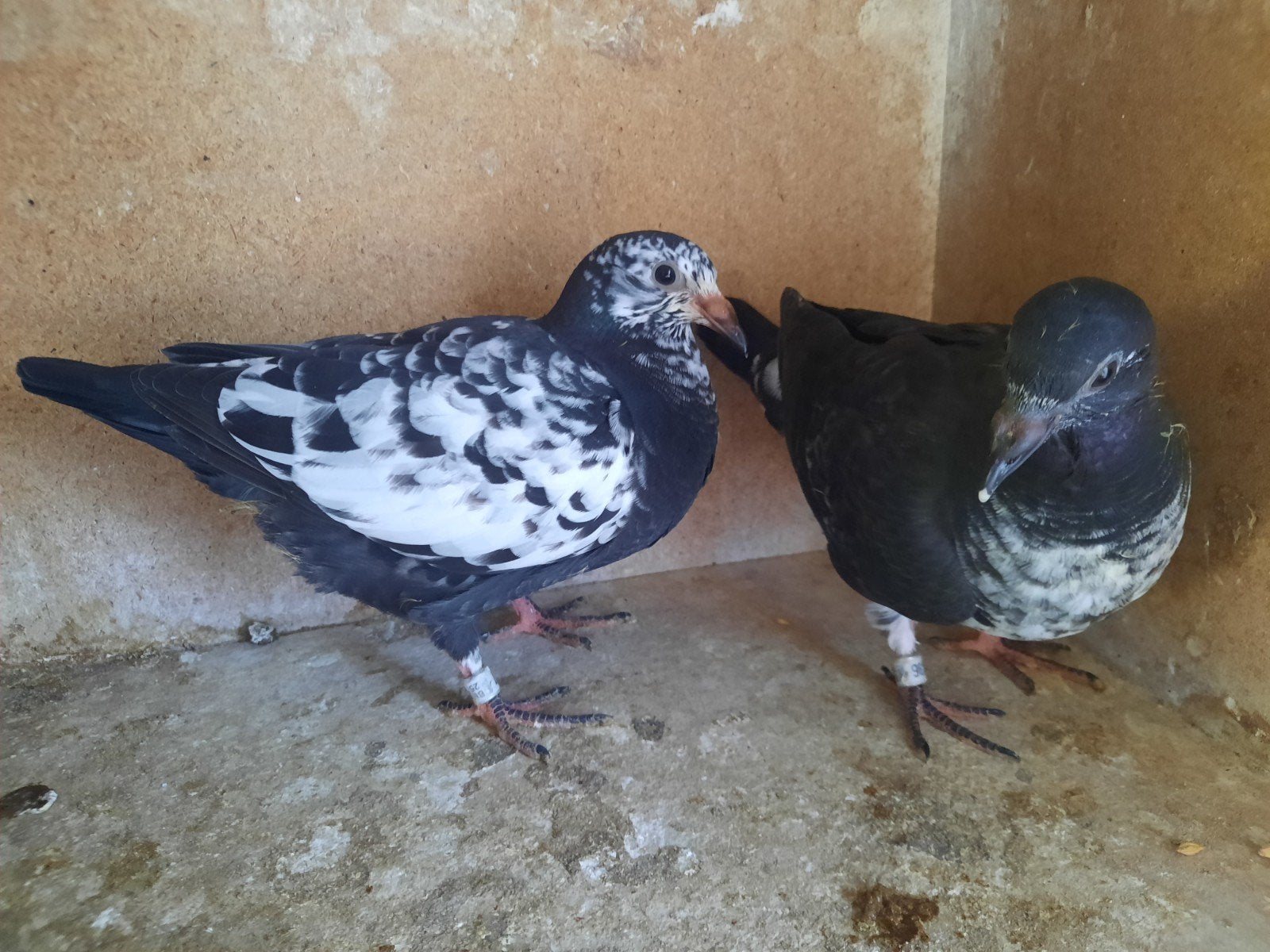 4 jonge vitesseduiven, Dieren en Toebehoren, Vogels | Duiven, Postduif