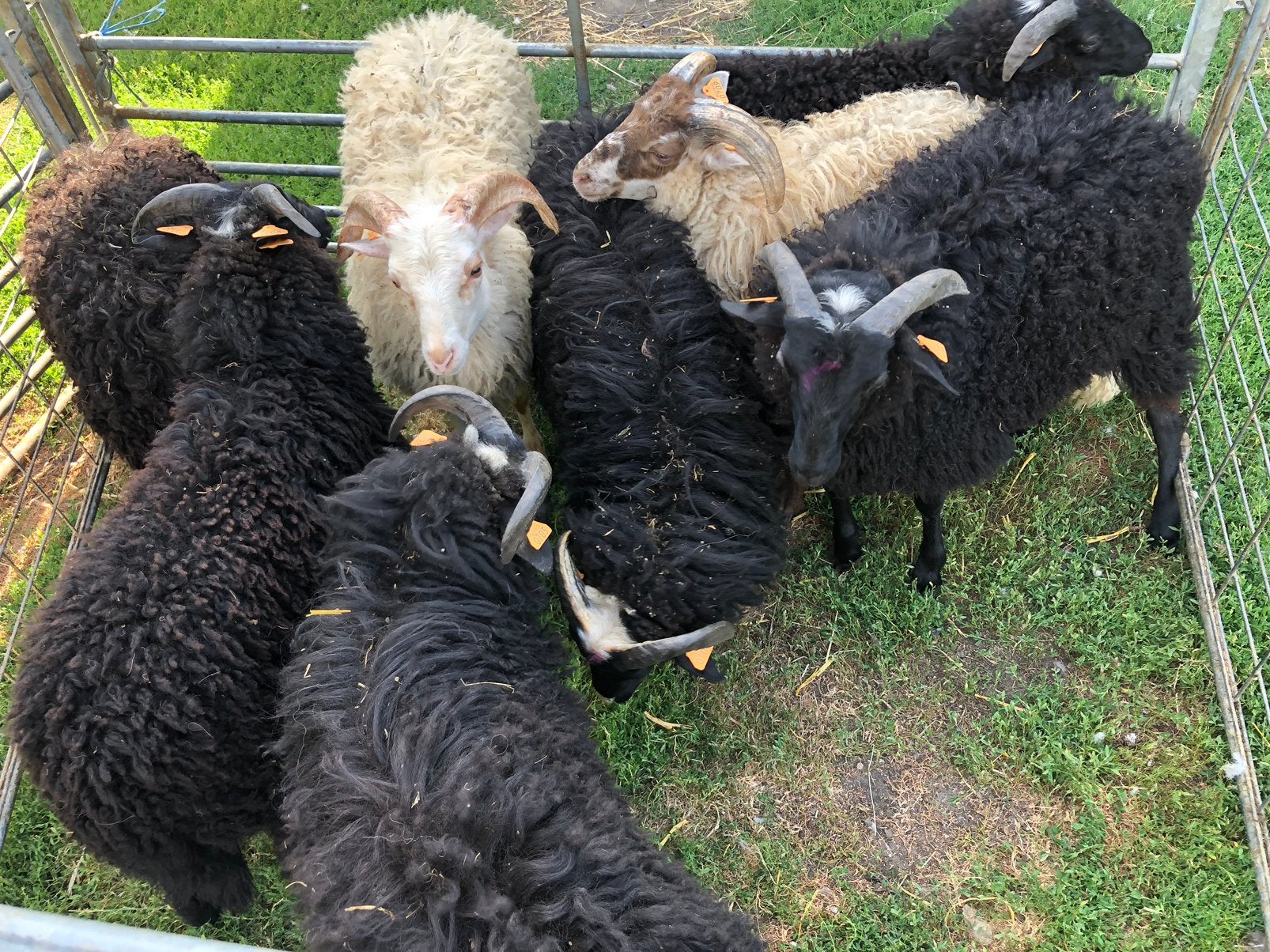 Drentse heideschaap Rammen, Dieren en Toebehoren, Schapen, Geiten en Varkens, Mannelijk, Schaap, 0 tot 2 jaar