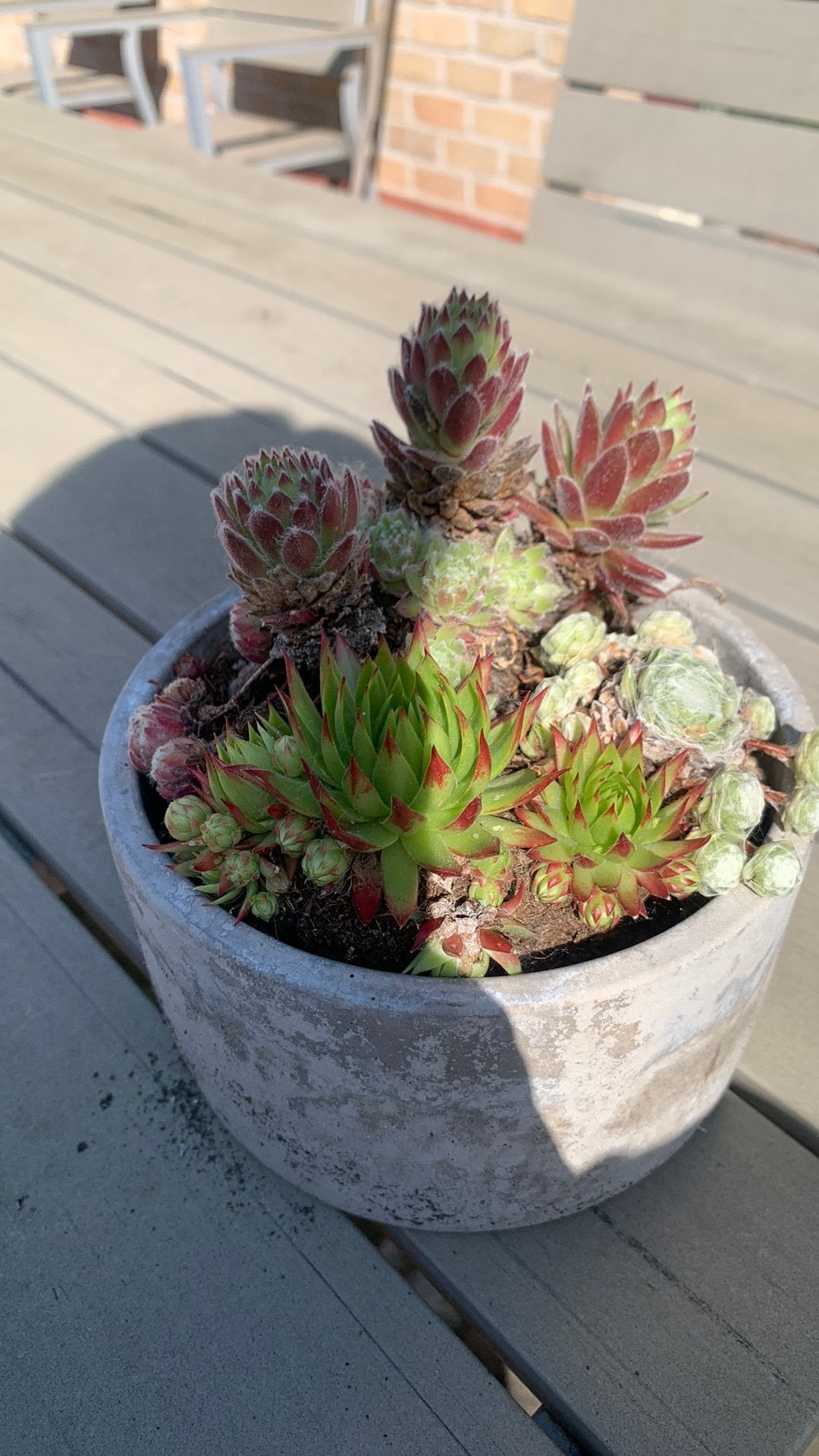 Sempervivum), een zeer sterke, winterharde vetplant, Ophalen