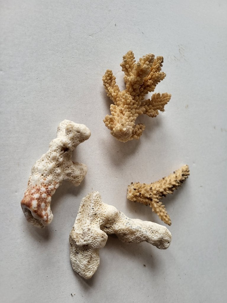 4 stukjes koraal, Ophalen of Verzenden, Schelp(en)