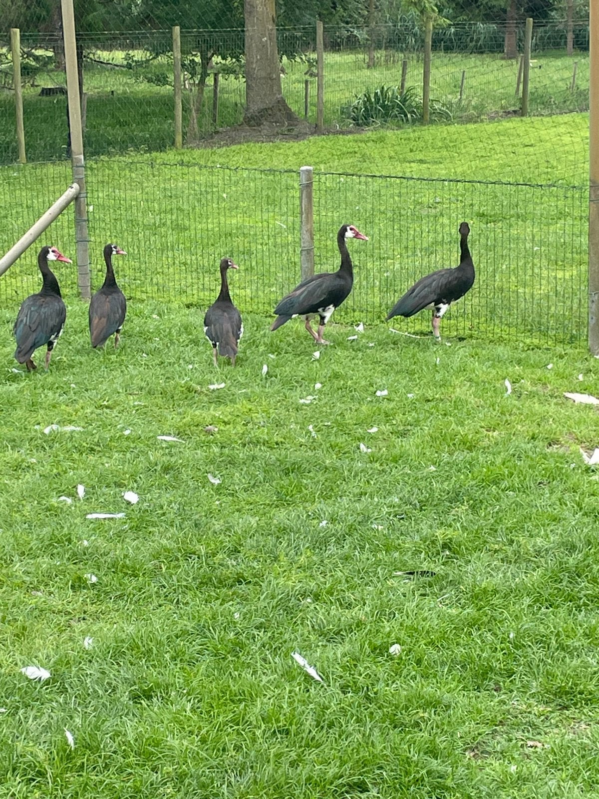Spoorwiekgans, Dieren en Toebehoren, Meerdere dieren, Gans of Zwaan
