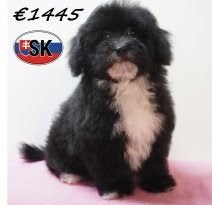 Maltipoo teefje – Klein zwart-wit sterretje, Dieren en Toebehoren, 15 weken tot 1 jaar, Buitenland, Teef, Parvo