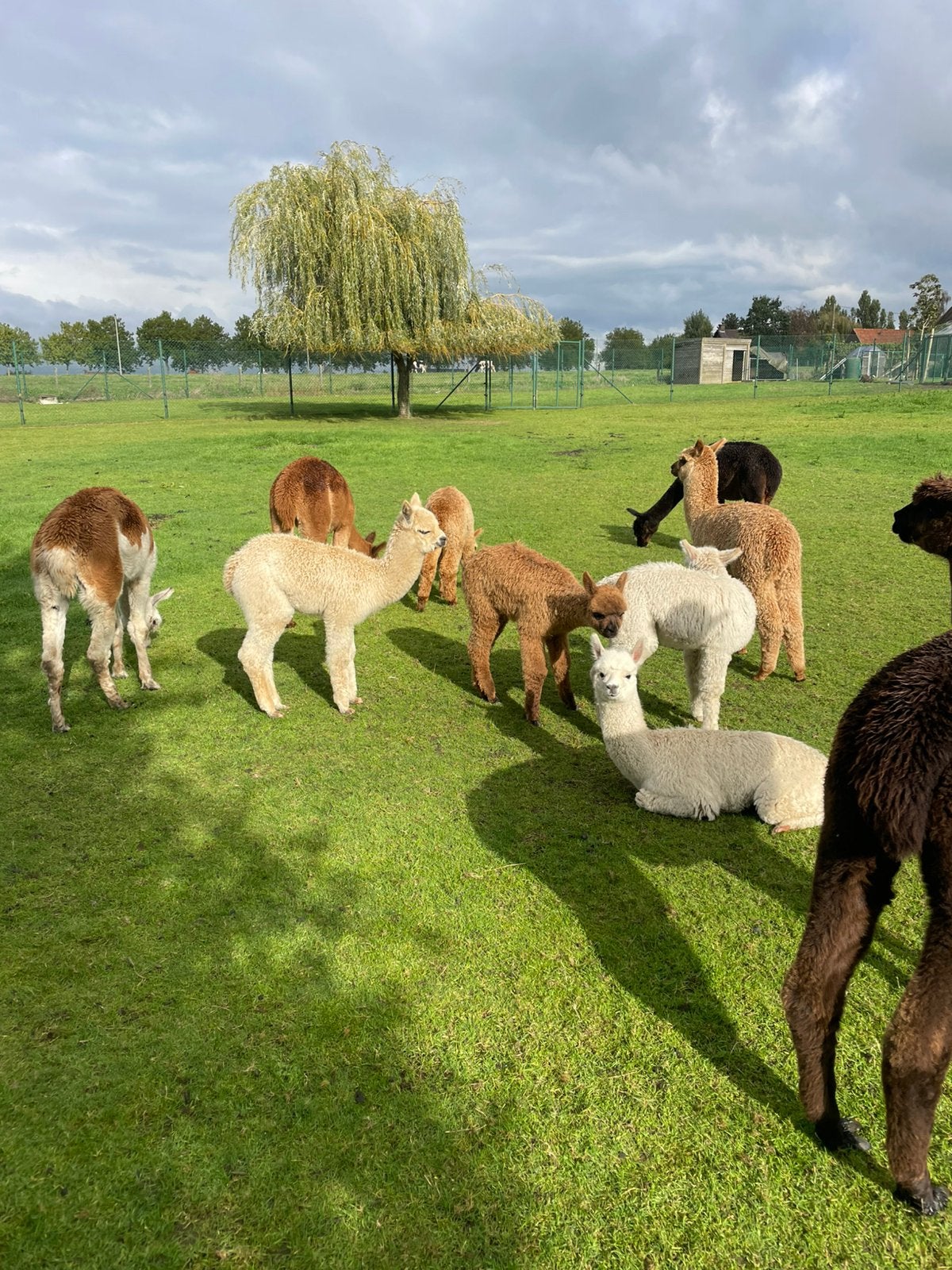 Alpaca veulens2026 te koop, Mei, Meerdere dieren