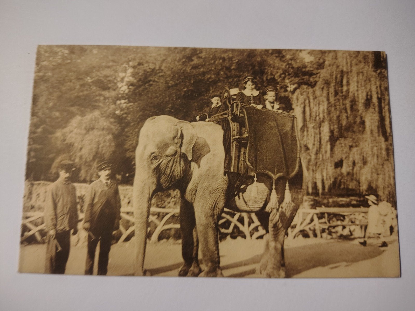 Antwerpen Zoo Indische Olifant., Verzamelen, Postkaarten | België, Antwerpen, Ophalen of Verzenden