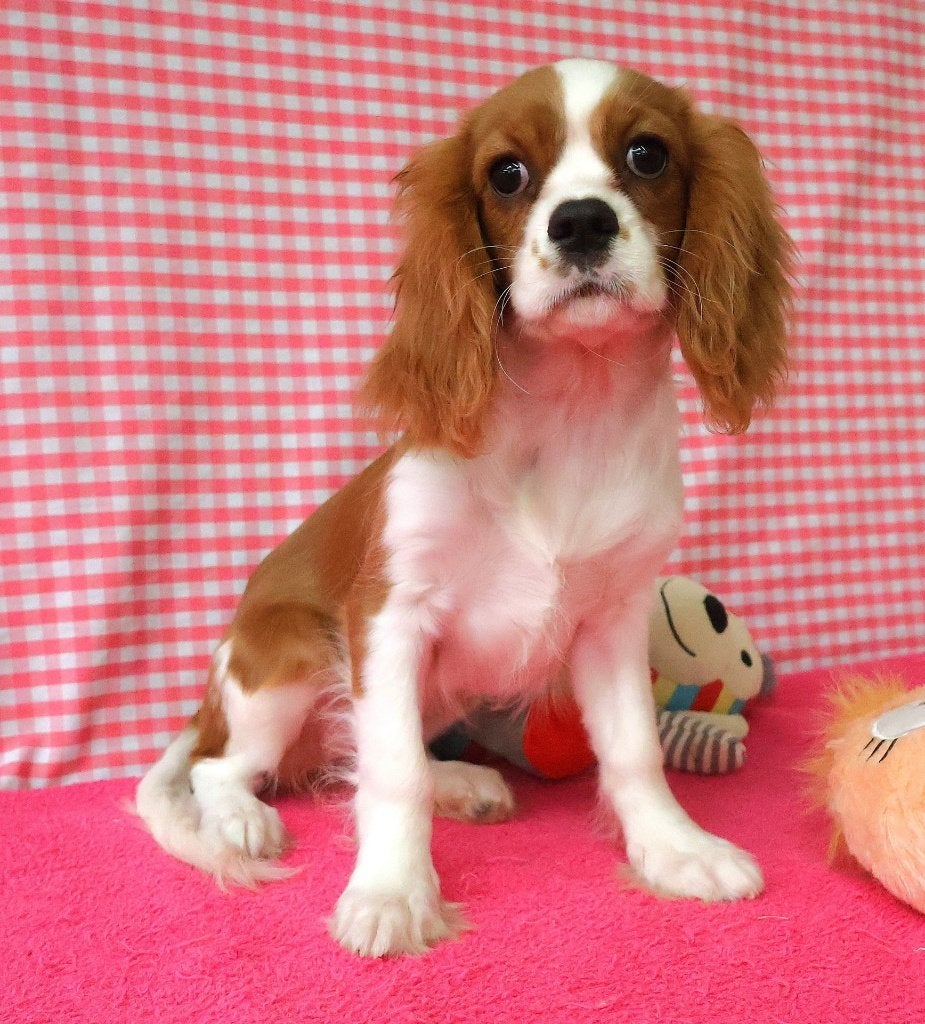 Des chiots Cavalier King Charles super mignons !, 15 semaines à 1 an, Plusieurs animaux, Plusieurs, Étranger