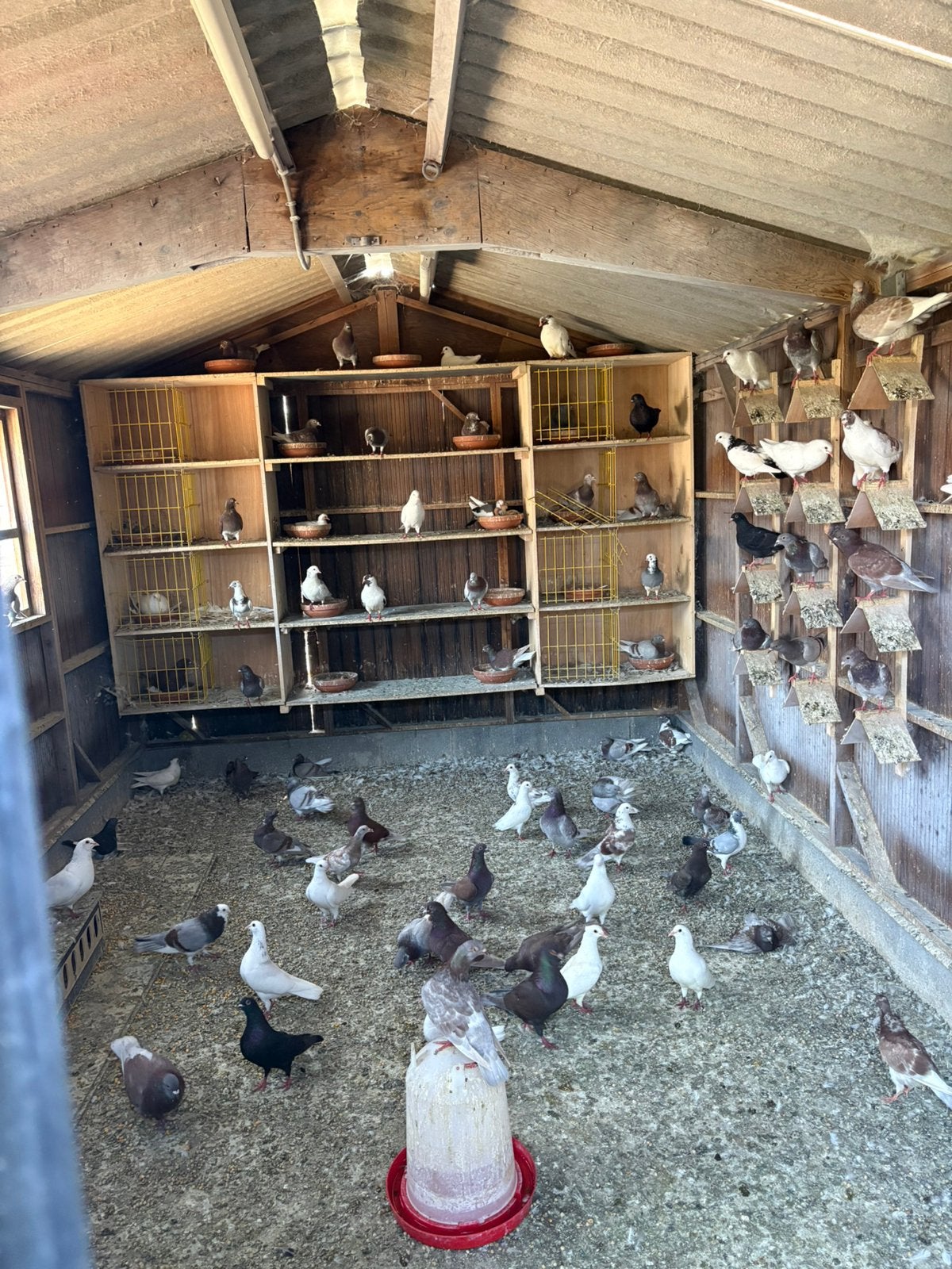 Les pigeons ne s'envolaient pas jeunes