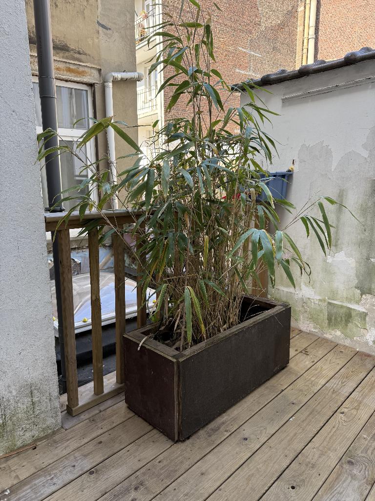 bambou avec bac, Balcon, Enlèvement, Utilisé, 60 à 100 cm