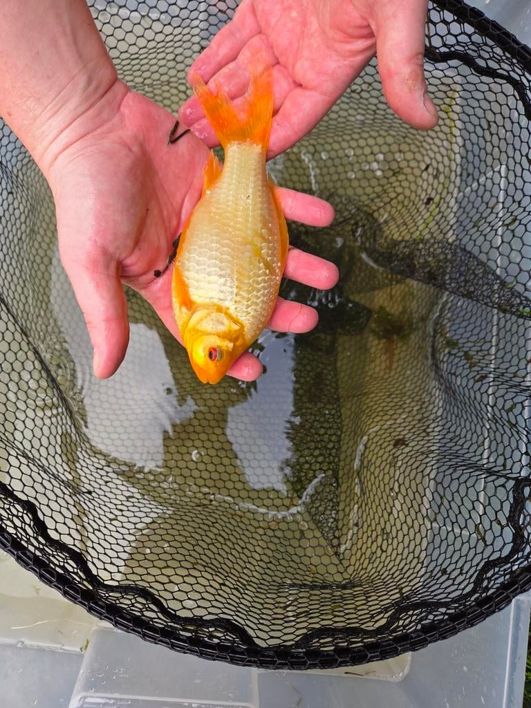 Mooie goudvis 20 cm – eigen kweek, Dieren en Toebehoren