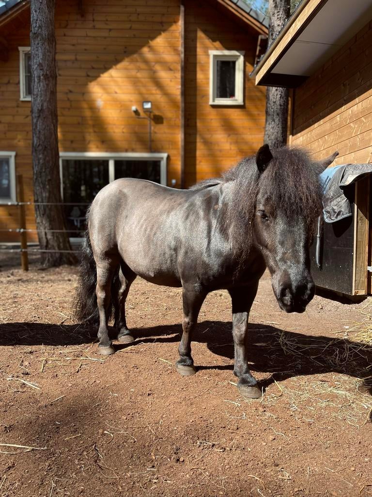 17jarige ruin met stamboek en nsps papieren Stokmaat 105-110, Dieren en Toebehoren, Pony's, Ruin