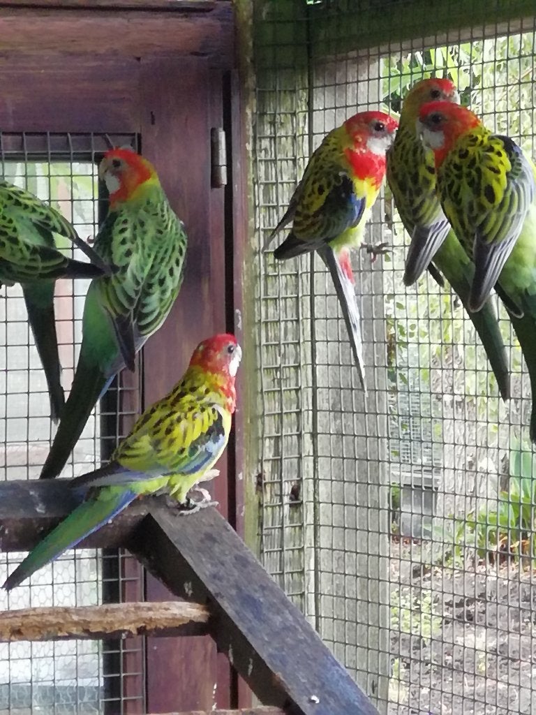 rosella, Plusieurs animaux, Perruche, Bagué
