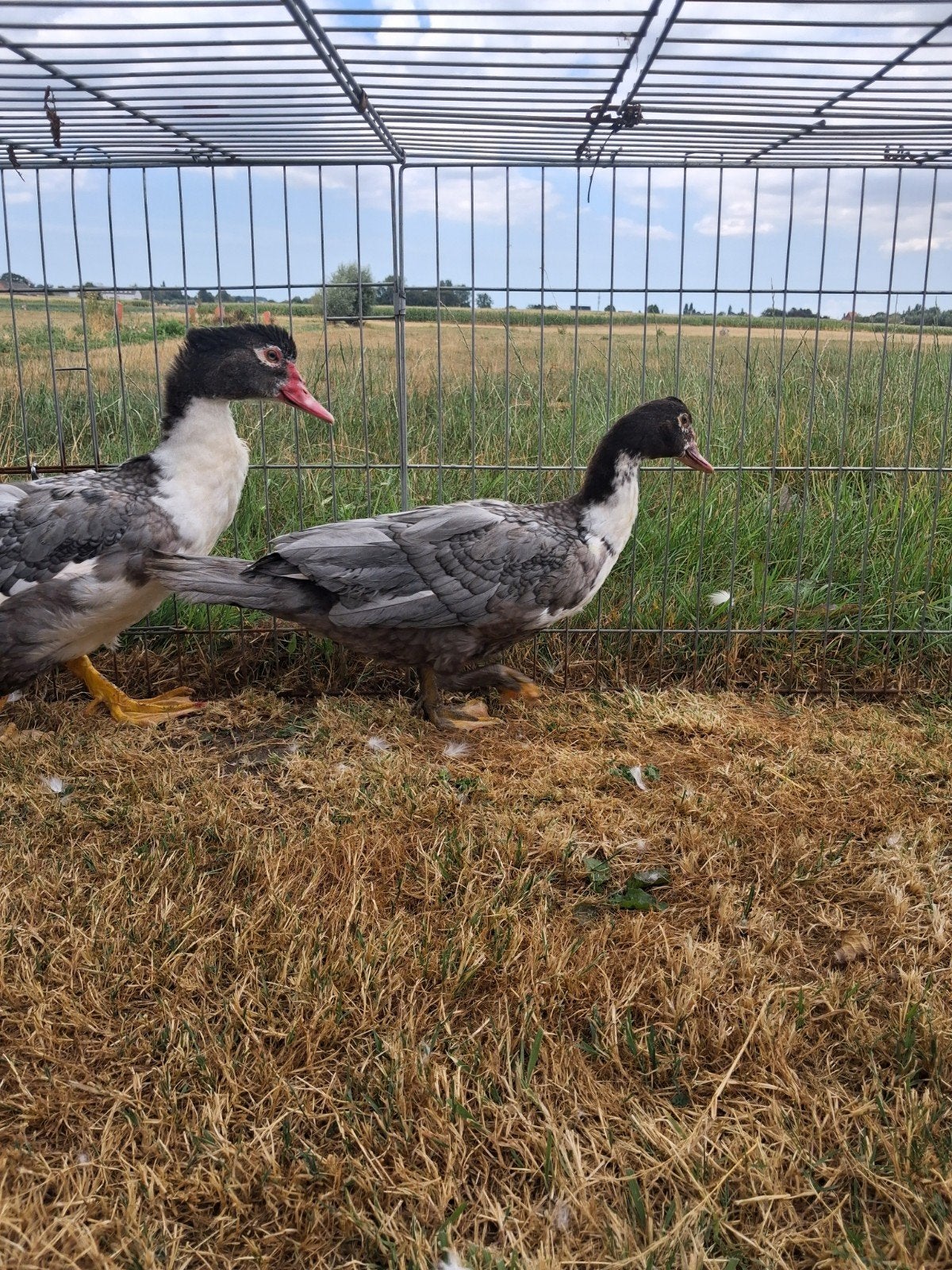 Uniek koppel grijze barberies, Dieren en Toebehoren, Meerdere dieren, Eend