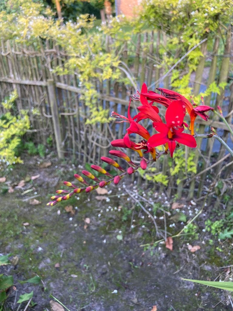 Crocosmia lucifer, Autres espèces, Été, Enlèvement, Plante fixe