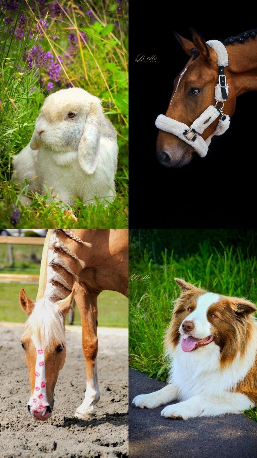 Dierenfotografe aangeboden, Nieuw, Ophalen of Verzenden, Mini fotostudio, Canon