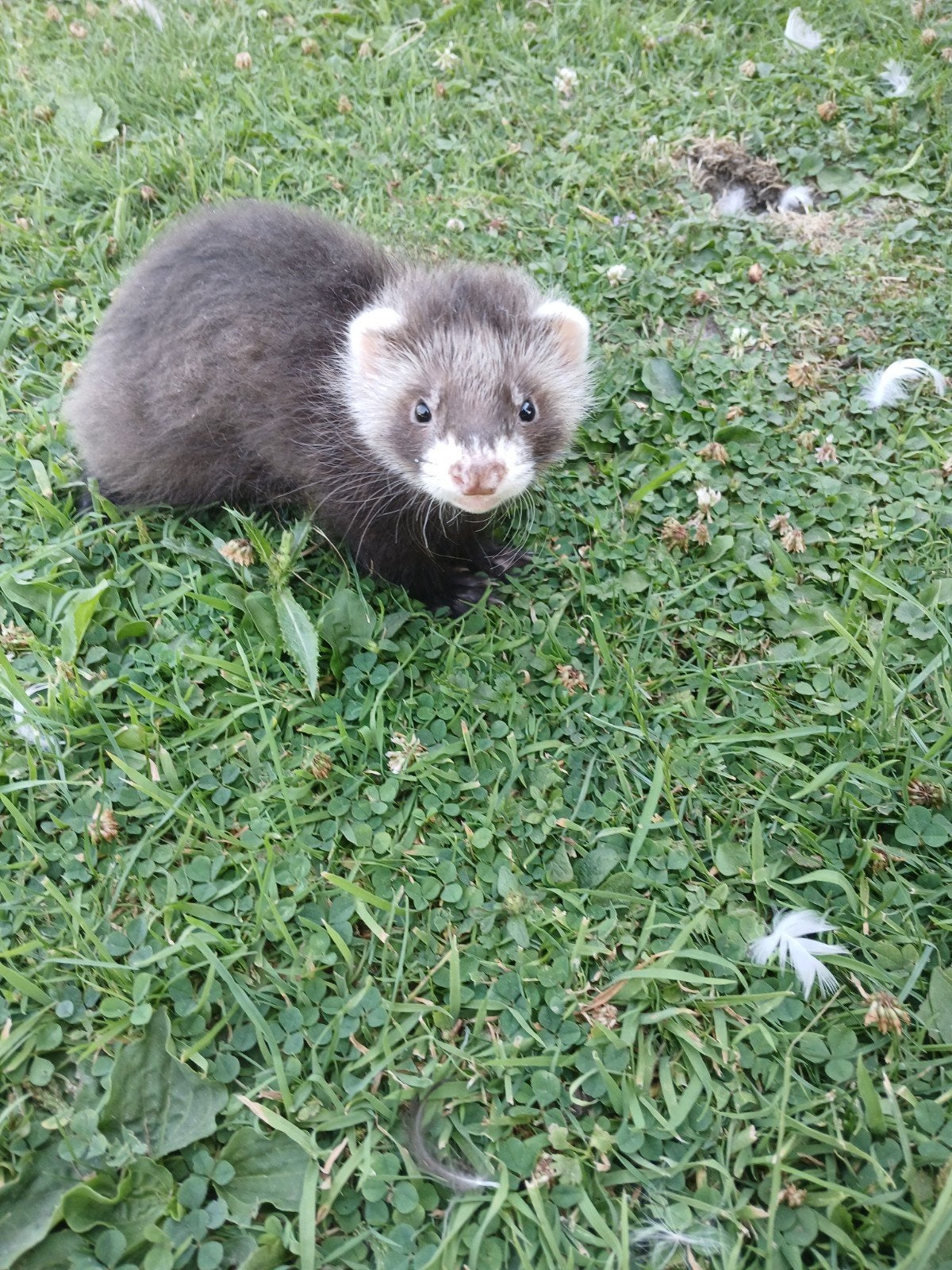 Fretten angora, Mei, Meerdere dieren