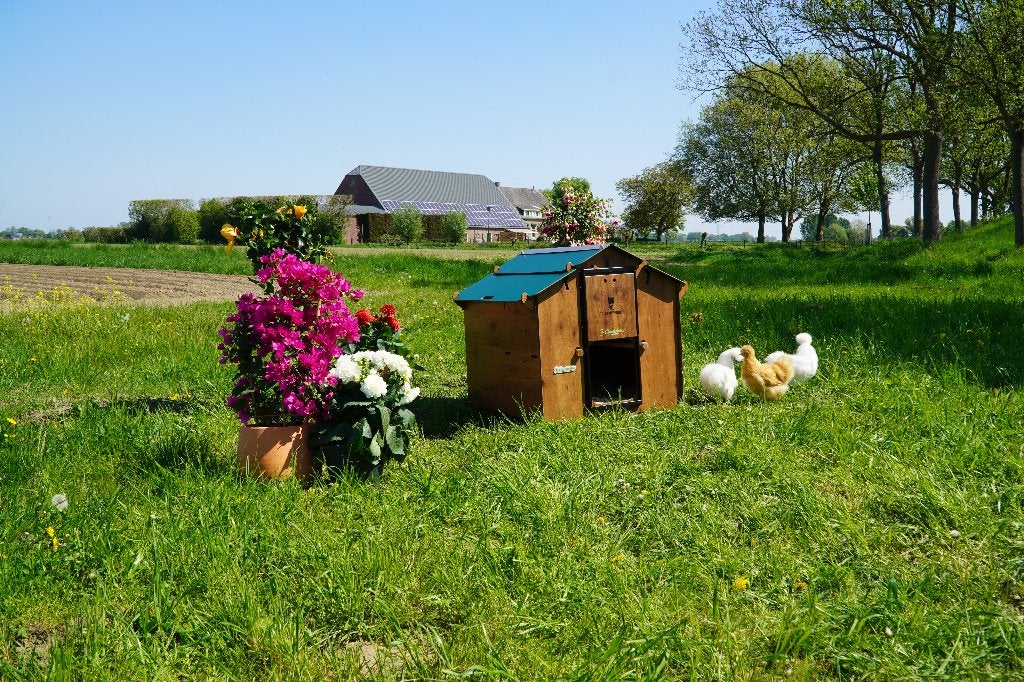 Trespa Kippenhok Cucciolotta | Mignon, Animaux & Accessoires, Enlèvement ou Envoi, Neuf, Poulailler