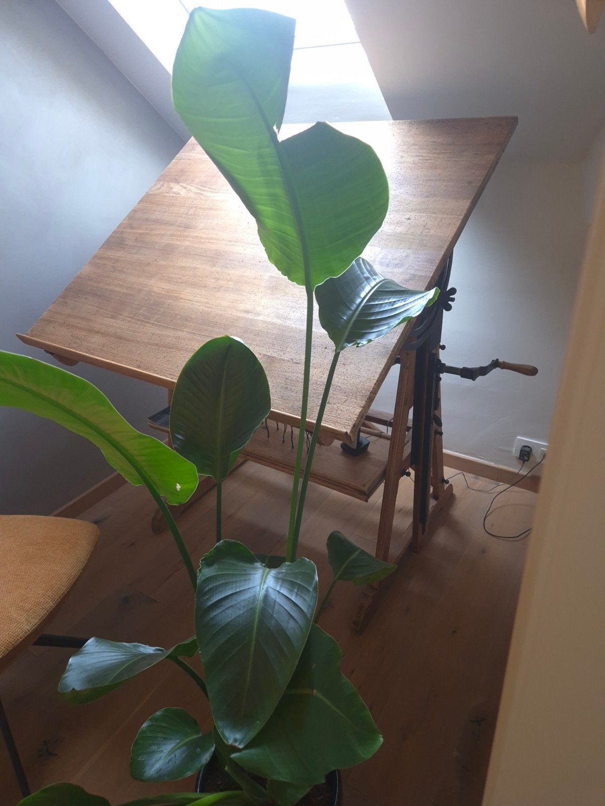 antieke tekentafel, Ophalen